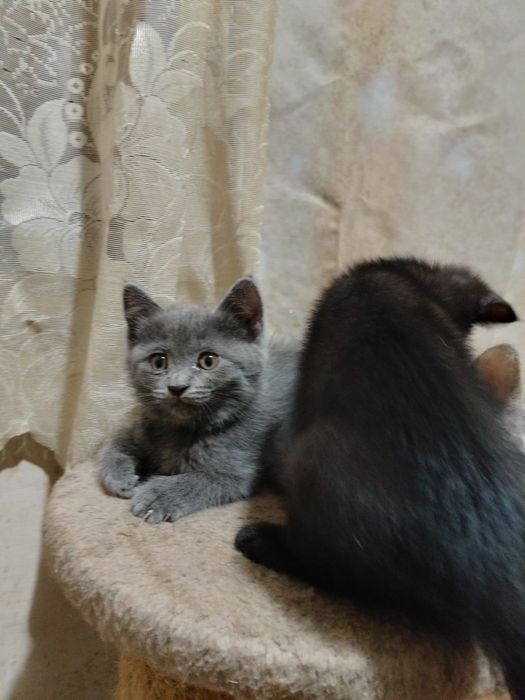 Отдам котят в добрые руки