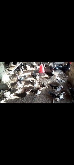 Индоуткалар сотилади