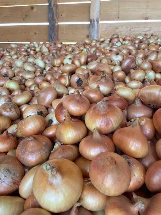 vand ceapa galbena romanesc de casa