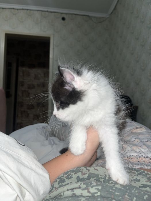 Отдам котенка в доьрые руки