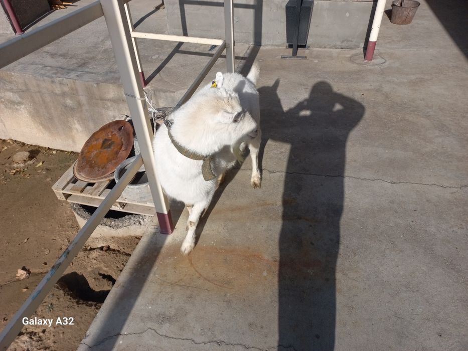 Орыс ешкы сатылады занен