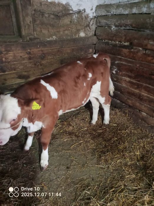 Vând vițea de două luni