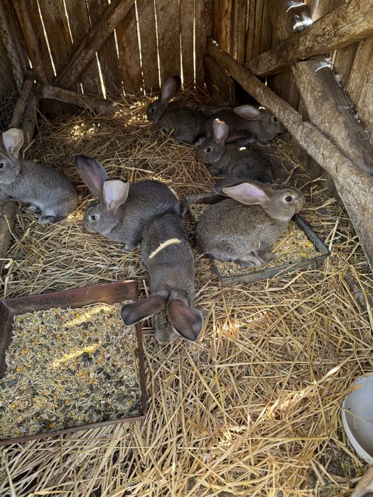 Vand iepurasi urias german 2 luni