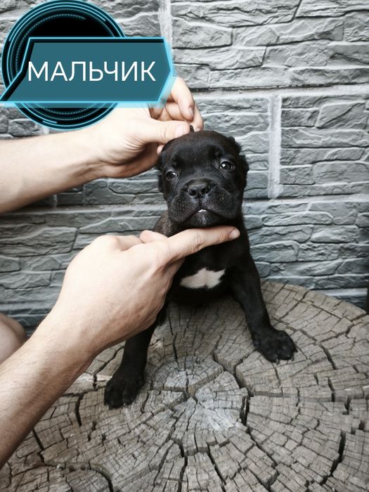 Щенки Кане корсо