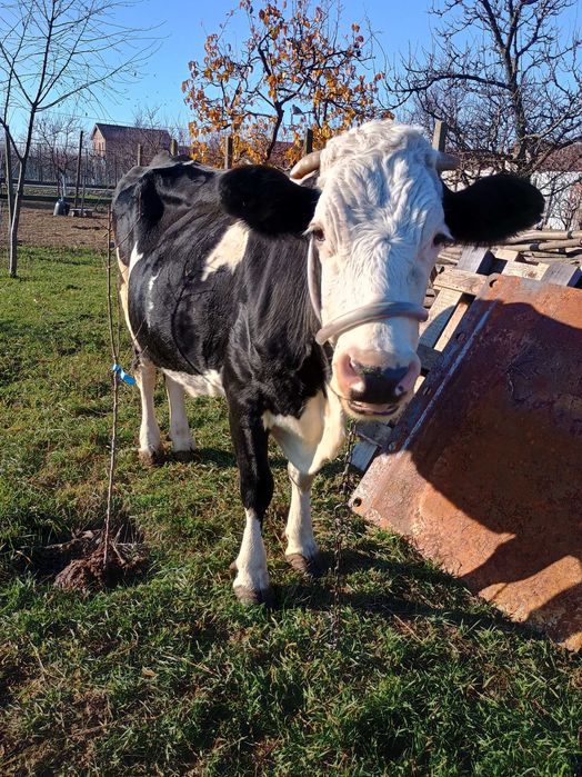 Vând vaca Holstein de 6 ani