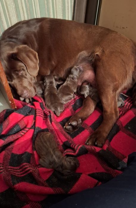 Есть на бронь лабрики-шоколадки