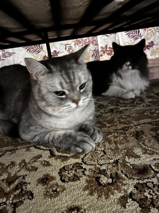 Чисто кровный британский