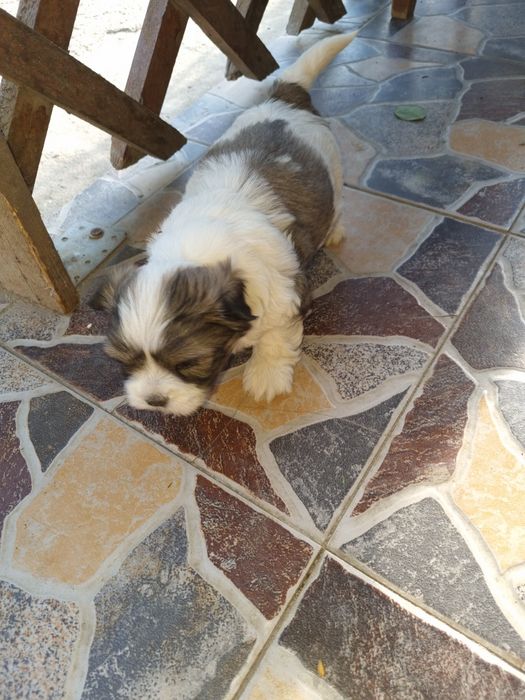 Catei shih tzu catelusi