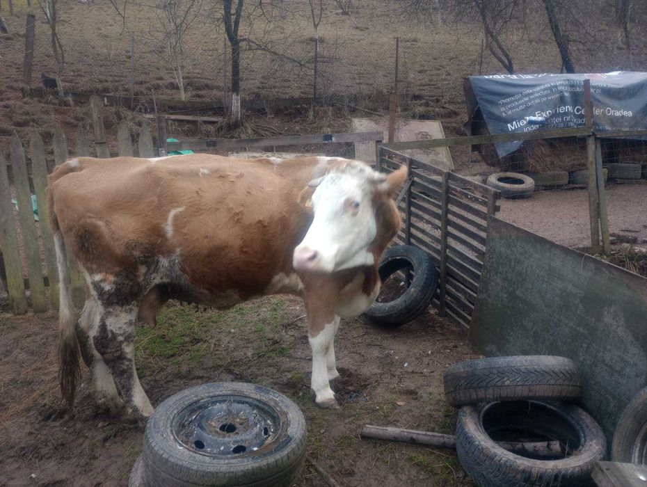 Vaca Baltat Romanesc Gestanta