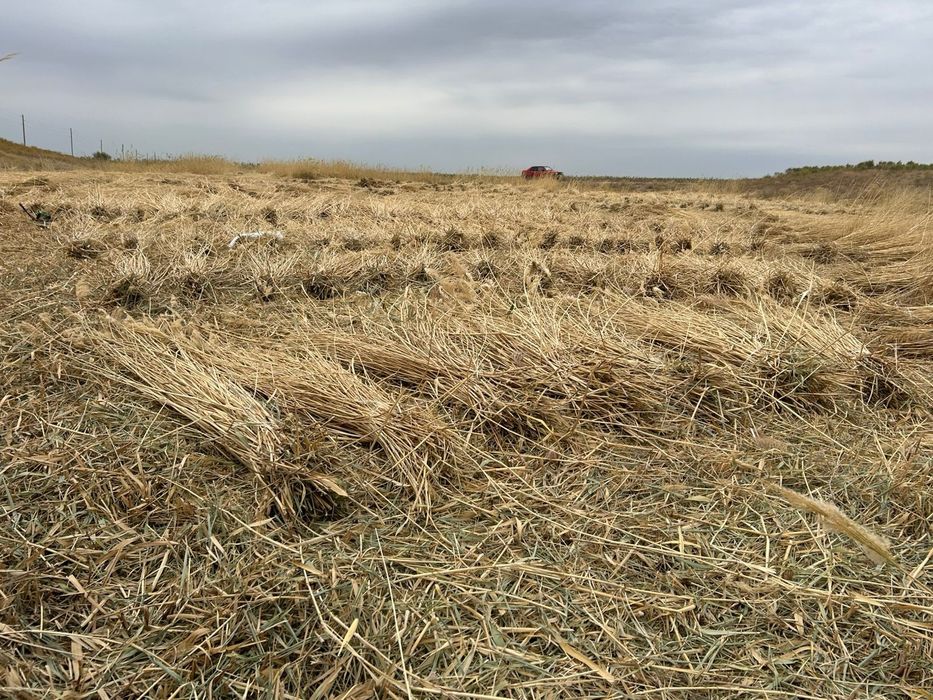 Қамыс, камыс,камыш,