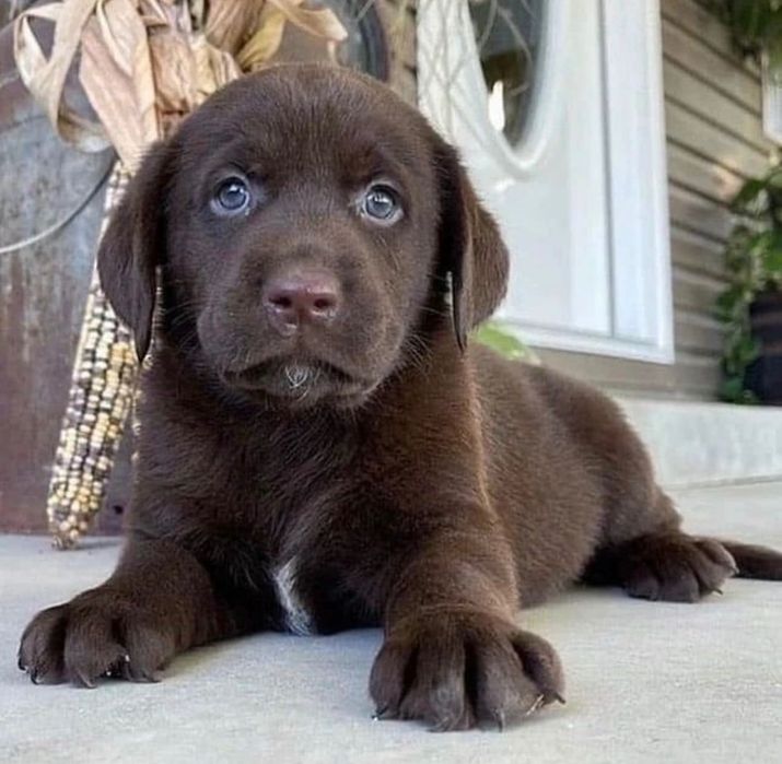 Малышата ЛабрадорА