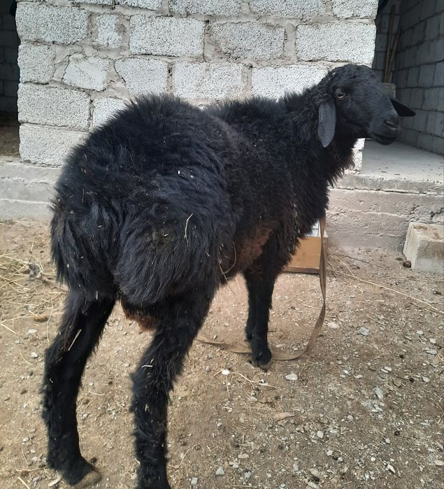 Кучкорча Сотилади