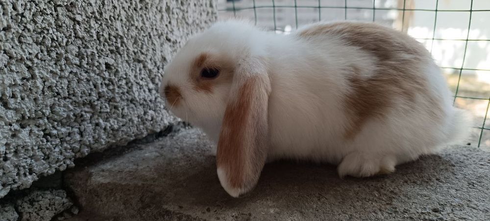 Карликовый баран (декоративные кролики)
