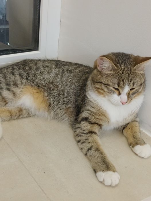 Котёнок девочка 1 годик