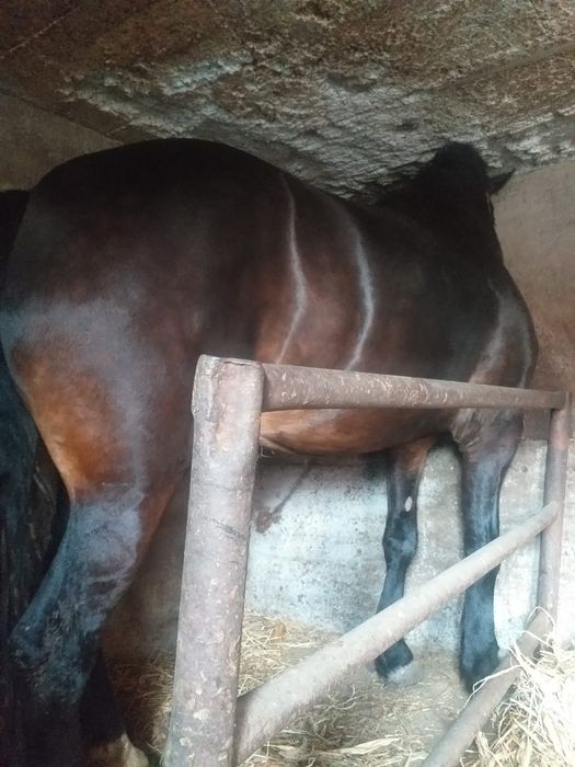 Vând iapa metis de frizian