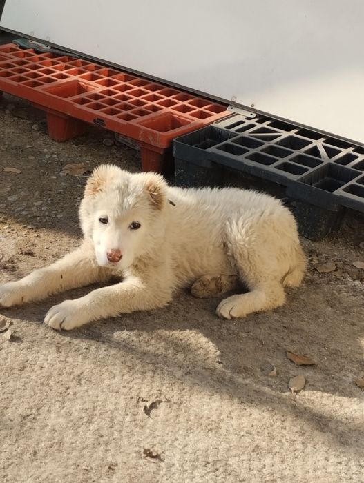 Алабаи кұшік ұрғашы 4 аи СРОЧНО