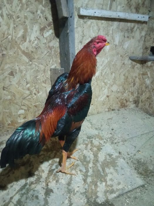 Дакан, апрель. Хороший