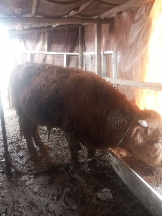 Бука саттылады мм