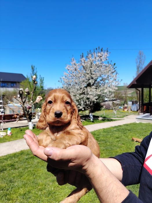 Puiuț cocker spaniel