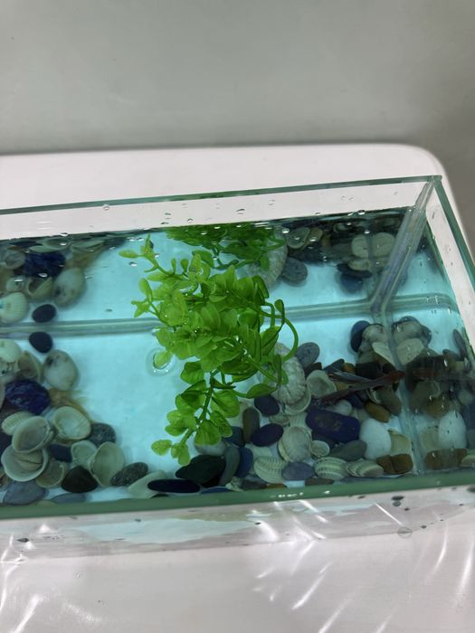 Аквариум с рыбкой и сомиком