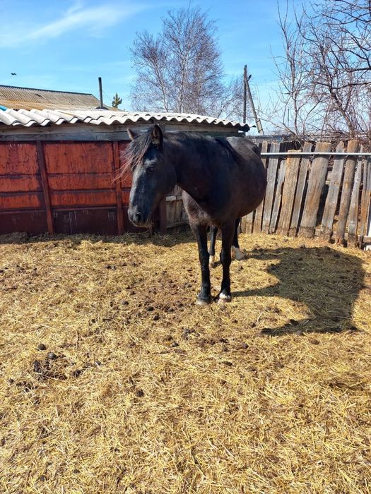 Продам кобылу жерёбую