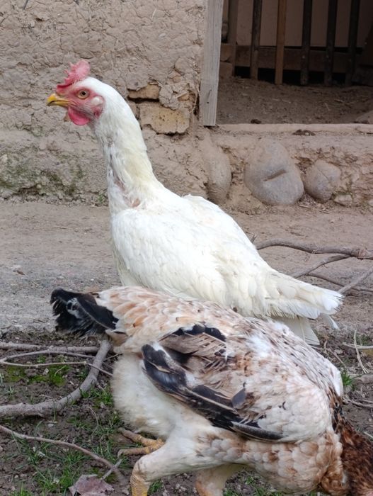 Дакан товула сотилади