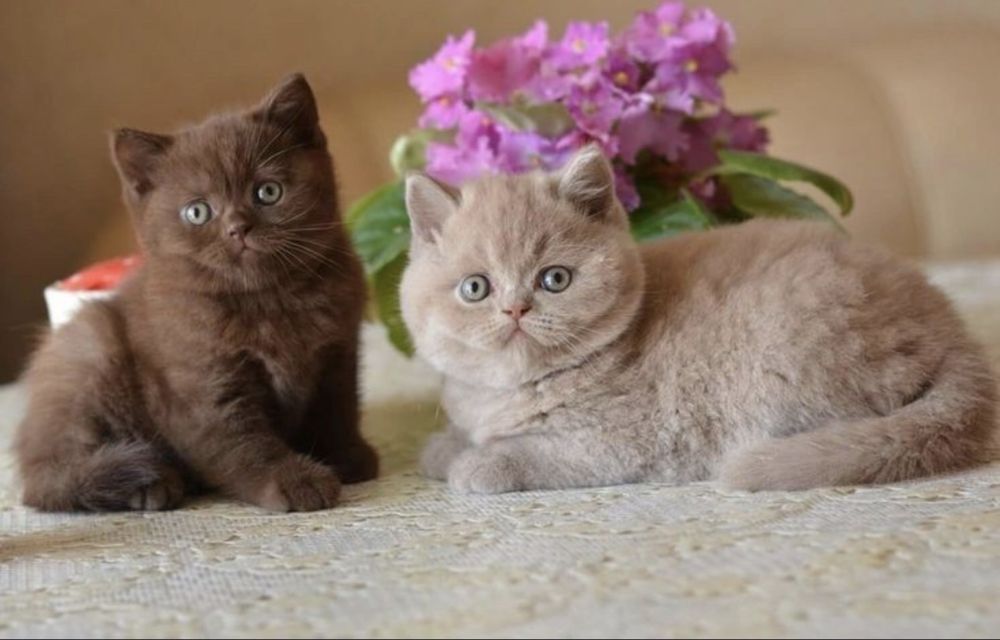 Продажа, бронь шотландских котят