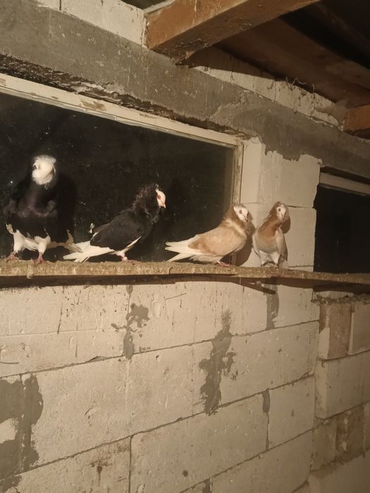 Vând o pereche de porumbei capucini negru lucios