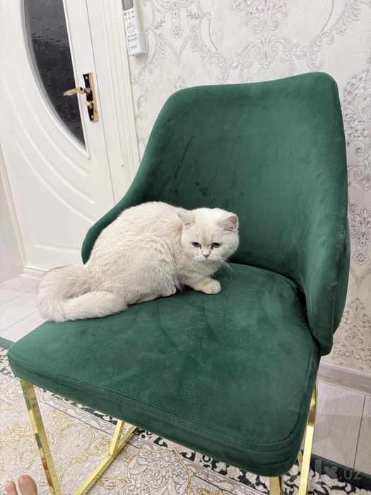 Серебристая шиншила