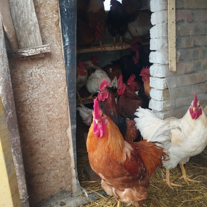Продам куры домашние
