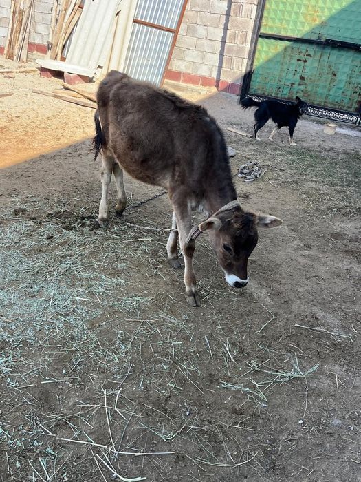 Продам молодую телочку