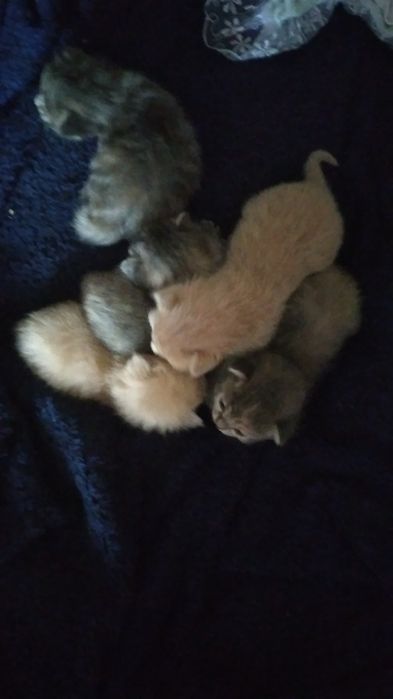 Отдам котят в хорошие руки