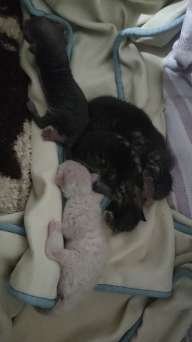 Продам котят породы сфинкс