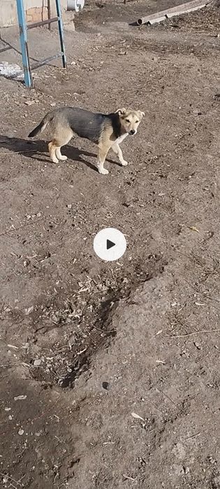 Щенок небольшой,дворянка