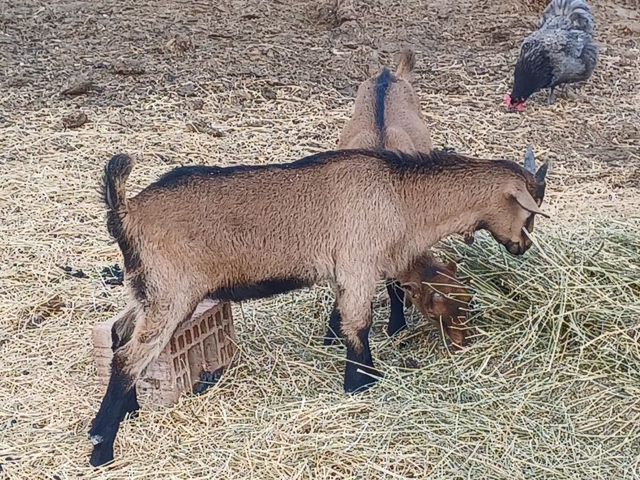 2 tapisori alpin