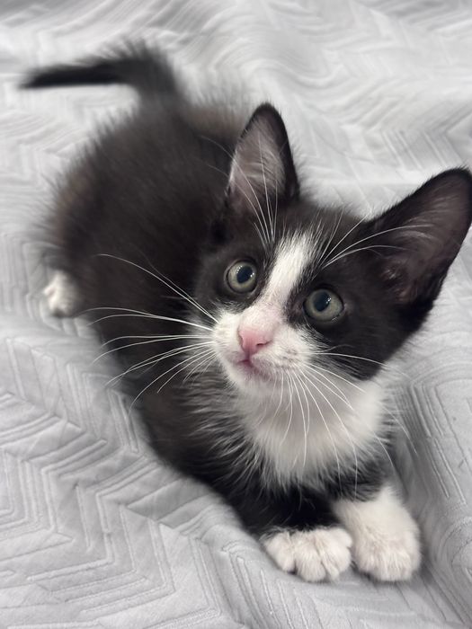 Котенок, 6 недель