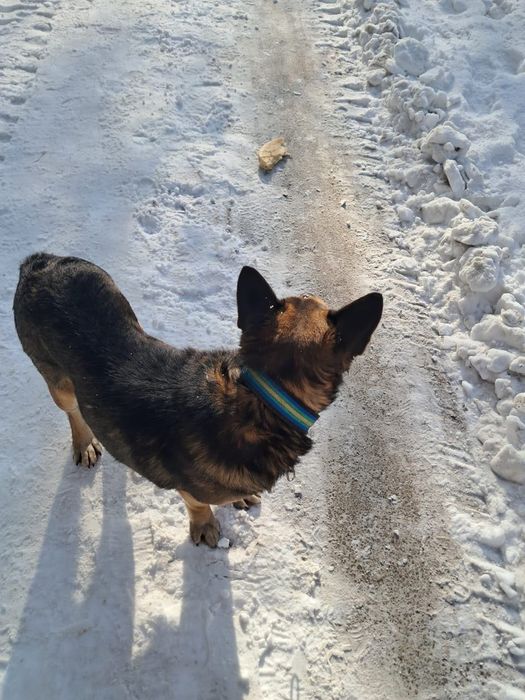 Потерялась чья то собака