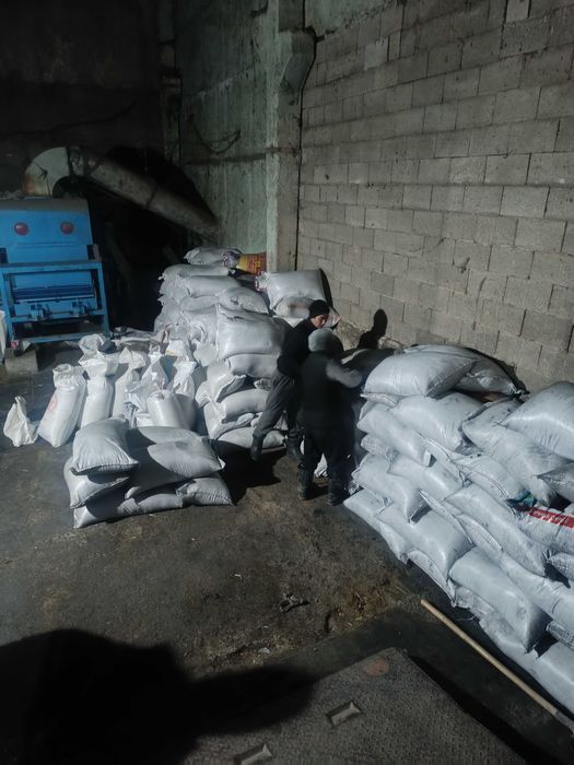 Жоңышқа тұқымы,7жылдық магнитталған