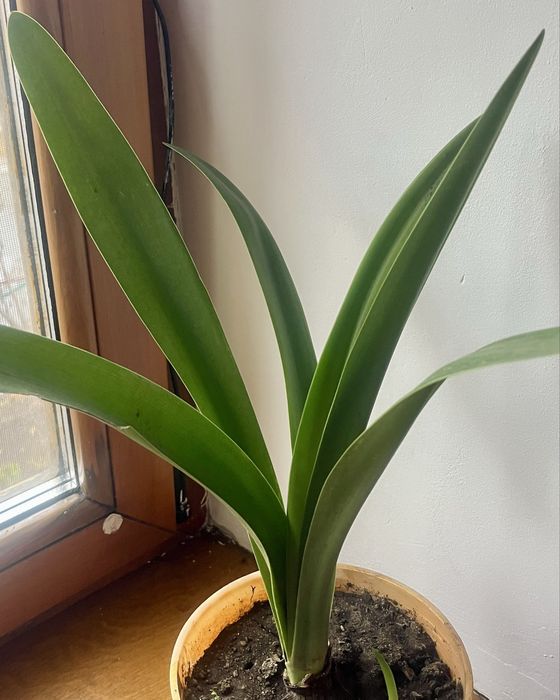 Продам цветы гиппеаструма