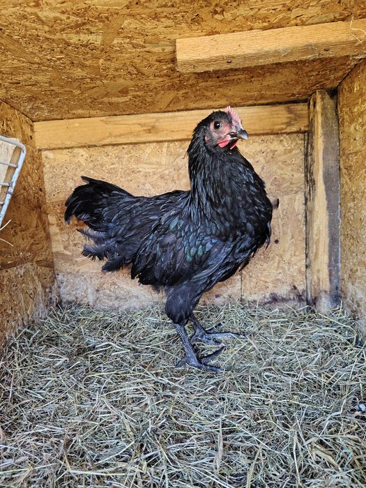 Cocoși australorp negru