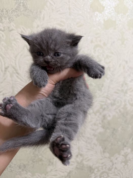 Tozza zotlik mushukchalar