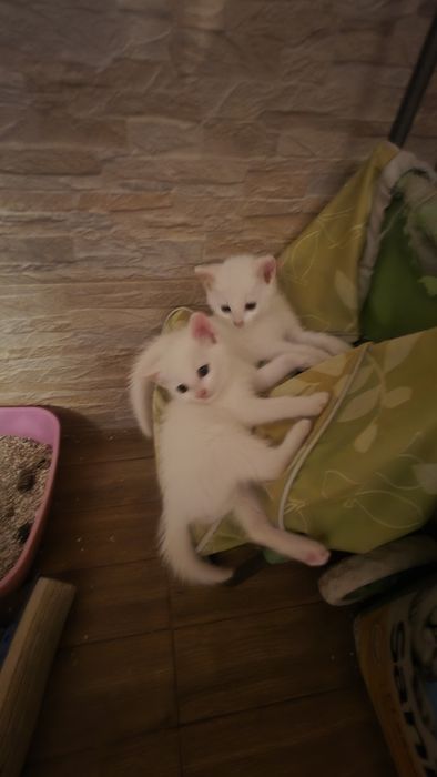 Подаряват се котенцата