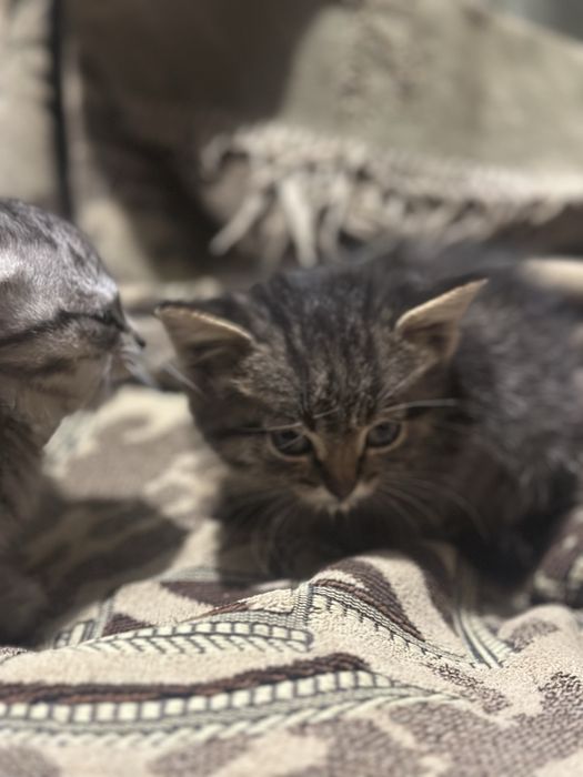 Отдам котят в добрые руки