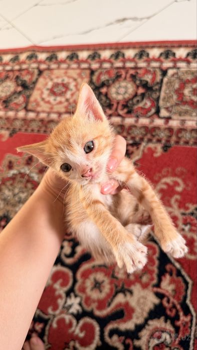 Отдам даром котят!