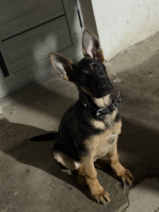 Немецкая овчарка