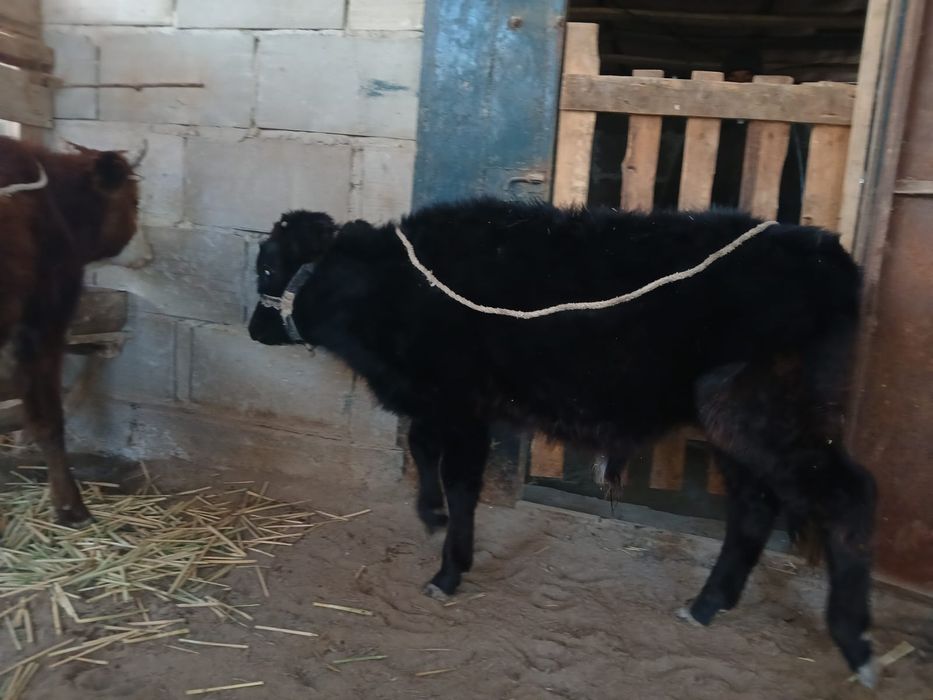 Баспақтар сатылады