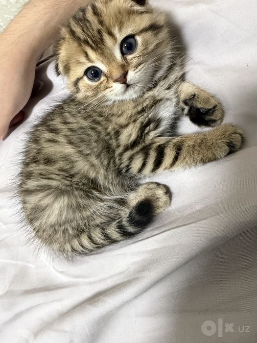 Scottish fold golden shaded 2 oylik