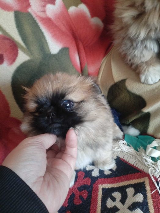 Пекинесы мальчики