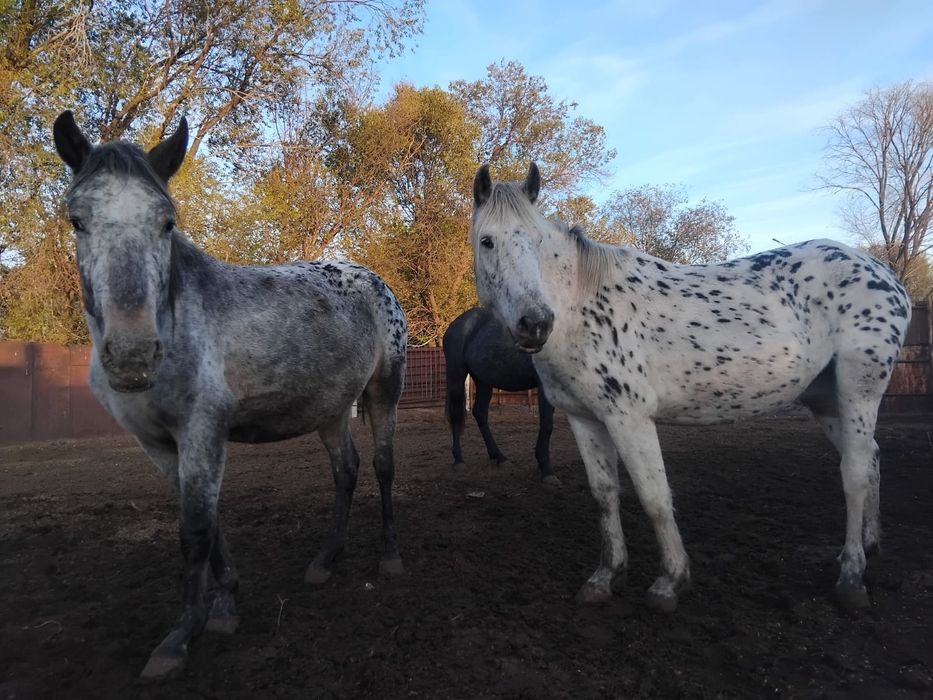 Продам байталок жерёбые
