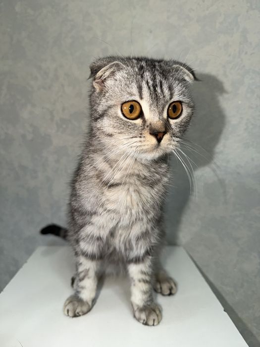 Skotsh fold sotiladi